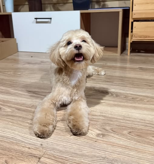 LOOKING TO RENT A CONDO/APARTMENT Hi everyone