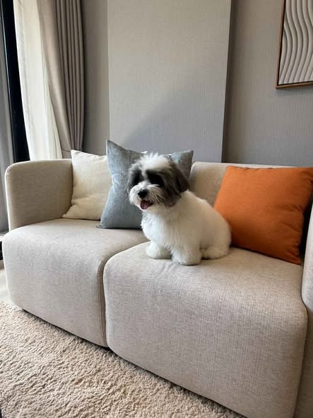 The Base Cherngtalay (Pet Friendly ) 1 Bedroom | 1 Bathroom | 35 sqm Building B, 2nd Floor THB 35,000/month (1-year contract) Pet regist